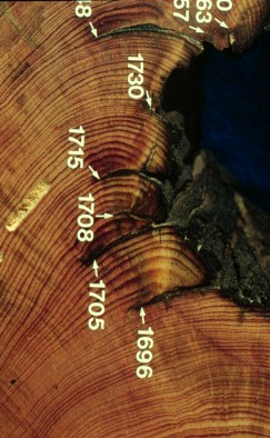 cross-section with dated scars
